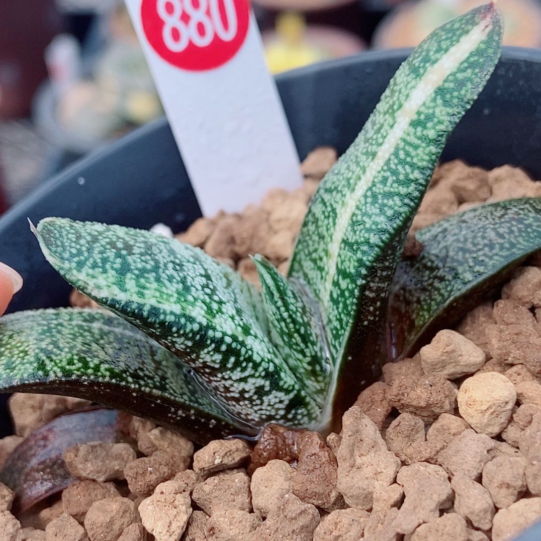 880卧牛实生转锦大白釉带盆发货