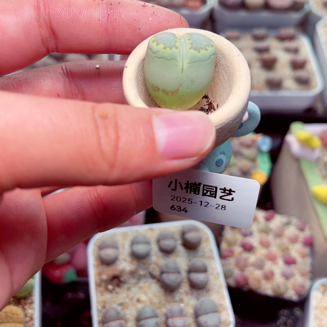 梅***梅634号带盆盆包邮发货