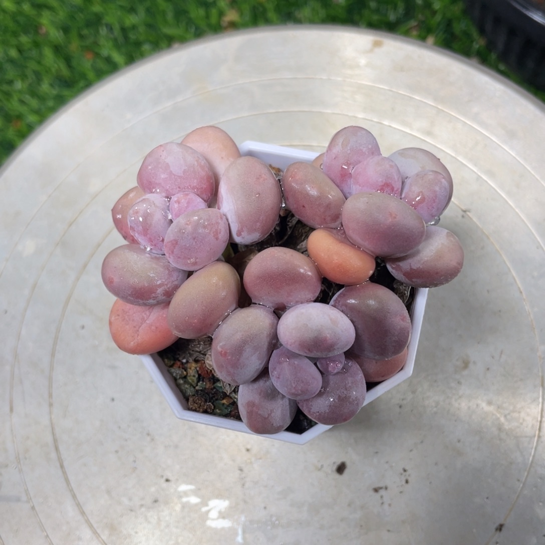 蛋黄奶酪多肉植物