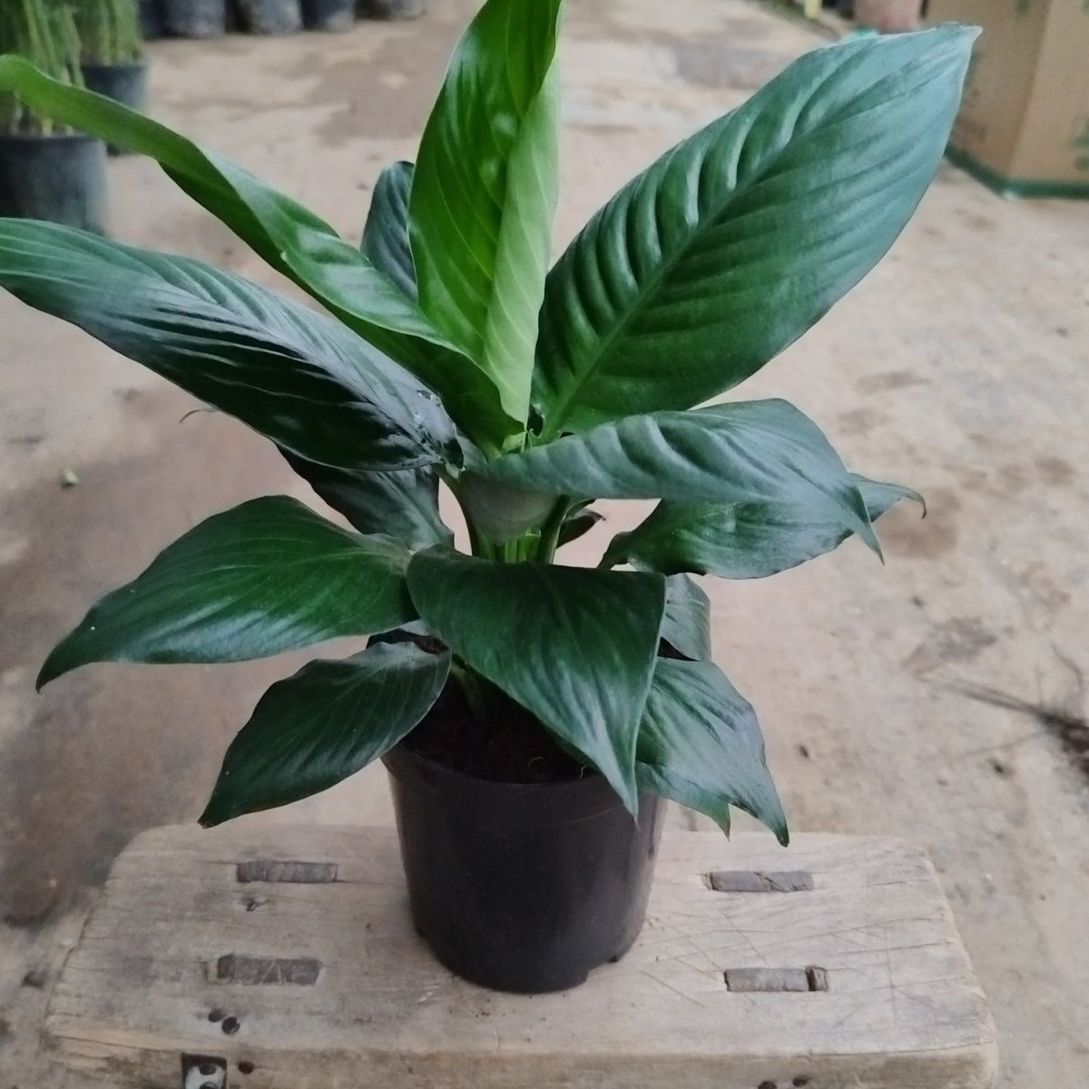 绿巨人绿植盆栽室内客厅大型观叶观赏植物四季室内绿植