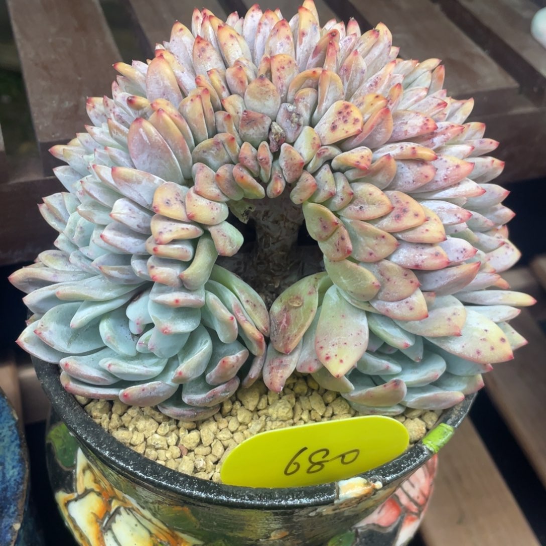 星影缀化小树缀实生