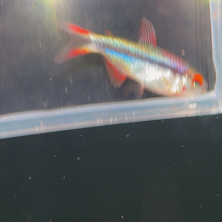 灯科鱼左下缸3号 皇室青3cm左右 一条