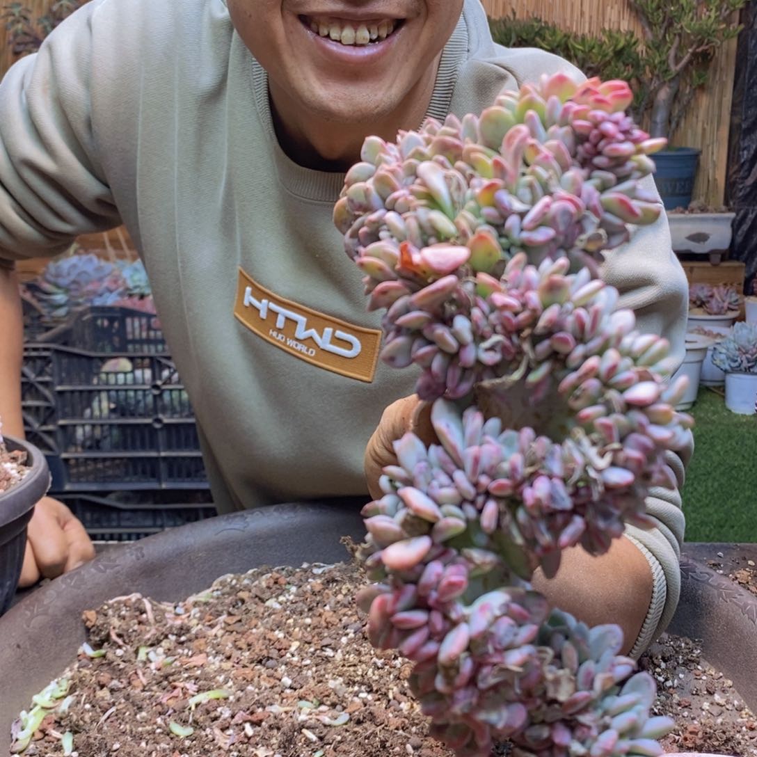 用****7C219白胖子多肉植物