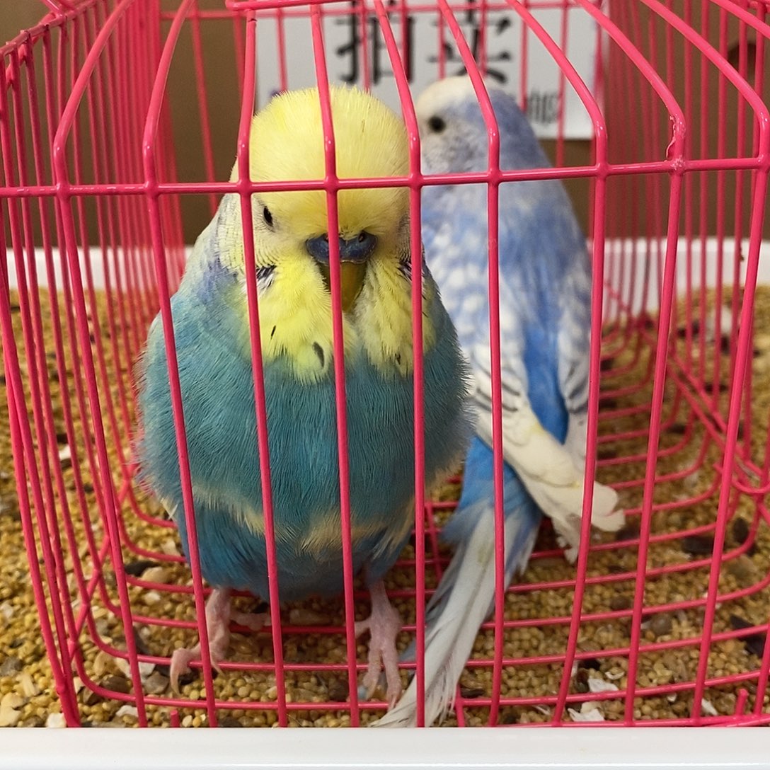 虎皮鹦鹉大头虎皮