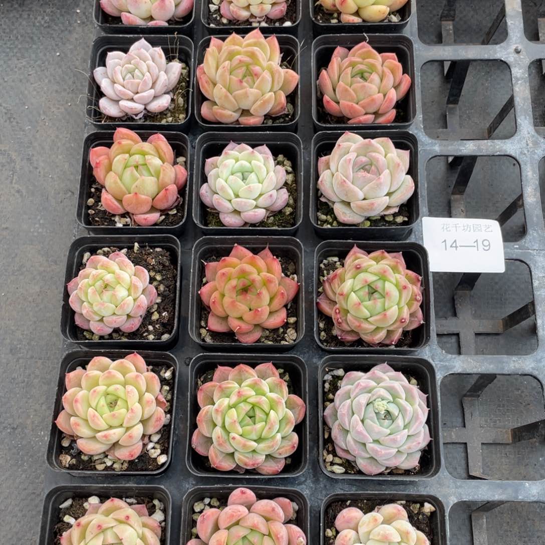 一物一拍18棵14-19