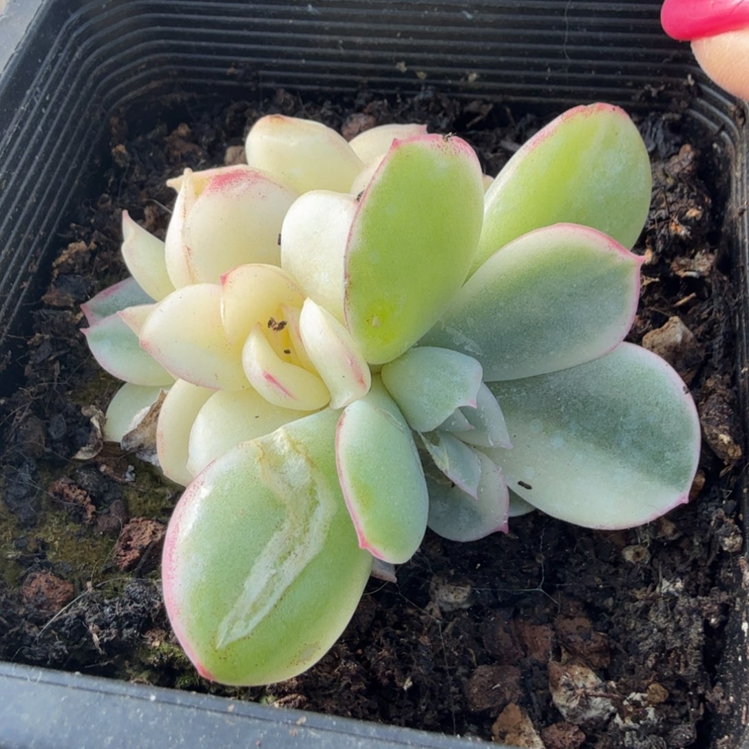晨露锦腹轮锦底座无替品