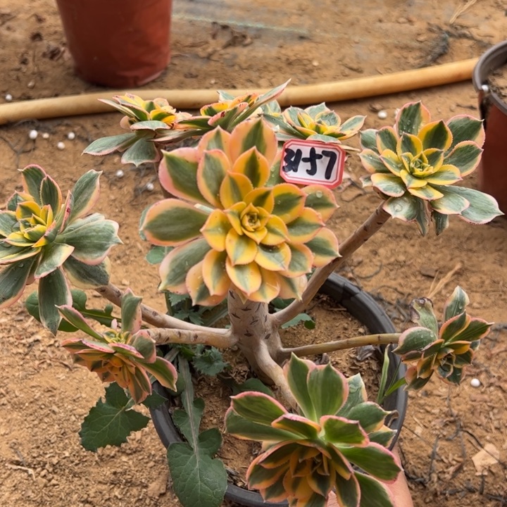 灿烂多肉植物31-57