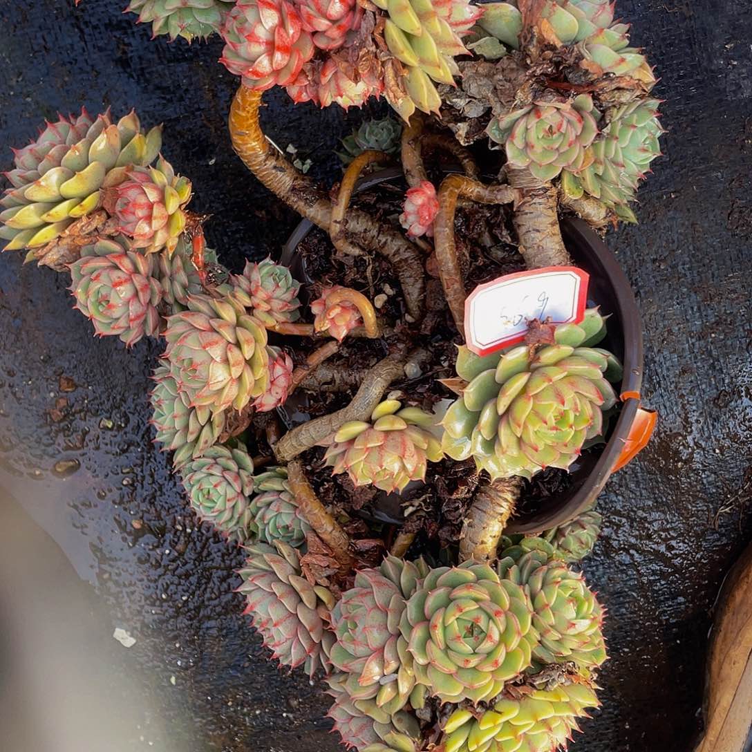 笨吧飘枝老桩特价29.8多肉