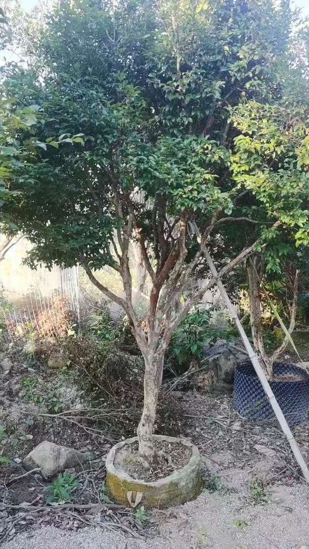 正宗嘉宝果绿植原袋原土适合庭院栽培 一物一拍