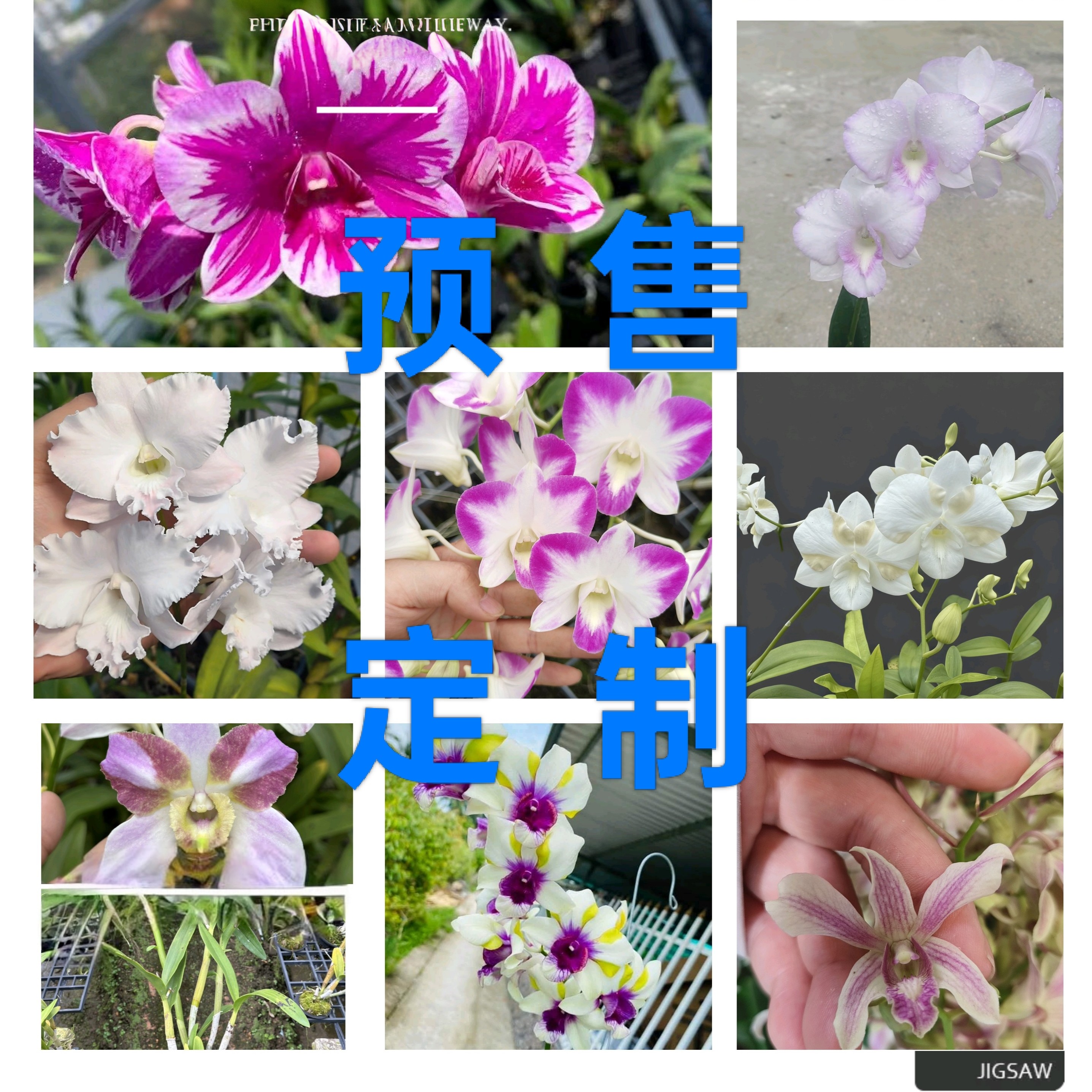 预售11-2批（盖）｜进口泰秋一物一拍2