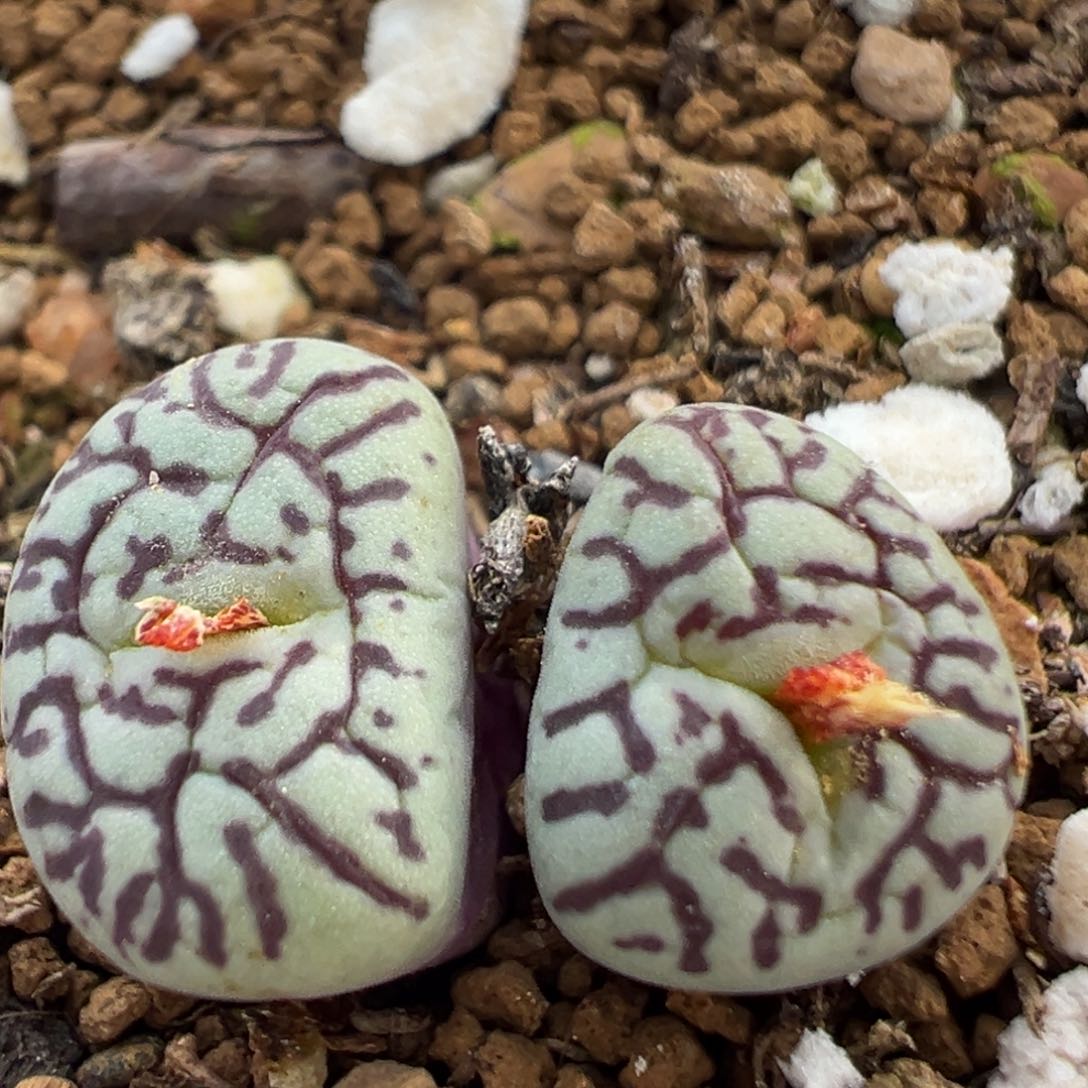 90多肉植物百科知识