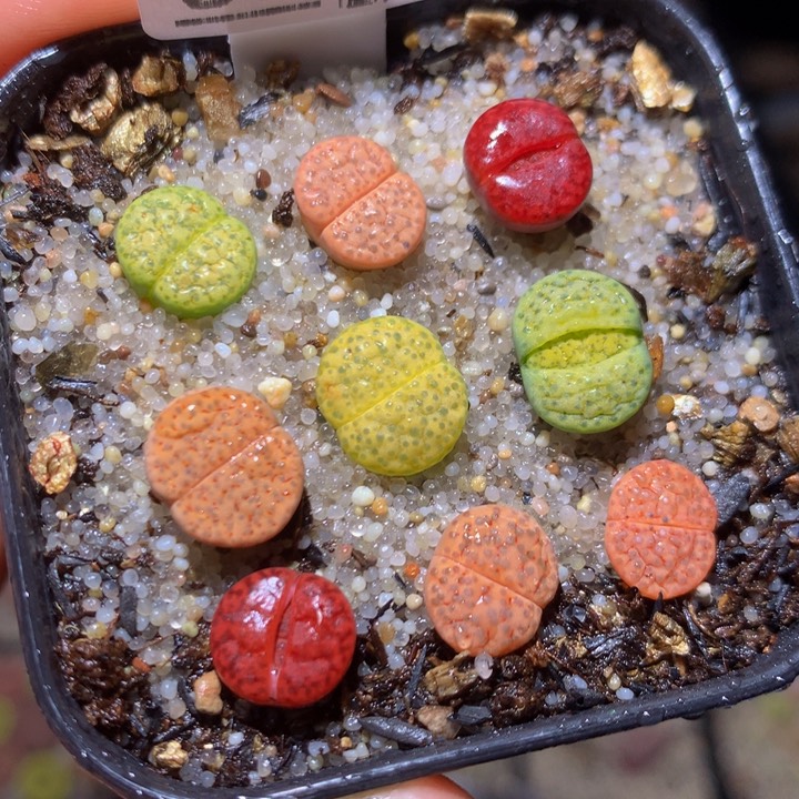 绝绝子生石花113.523