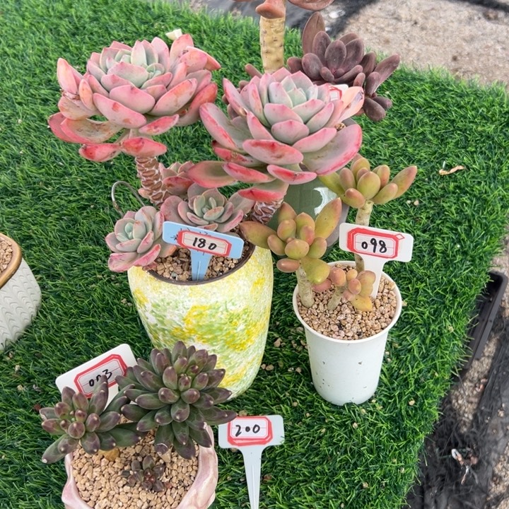 棉****A200三个花盆一起48