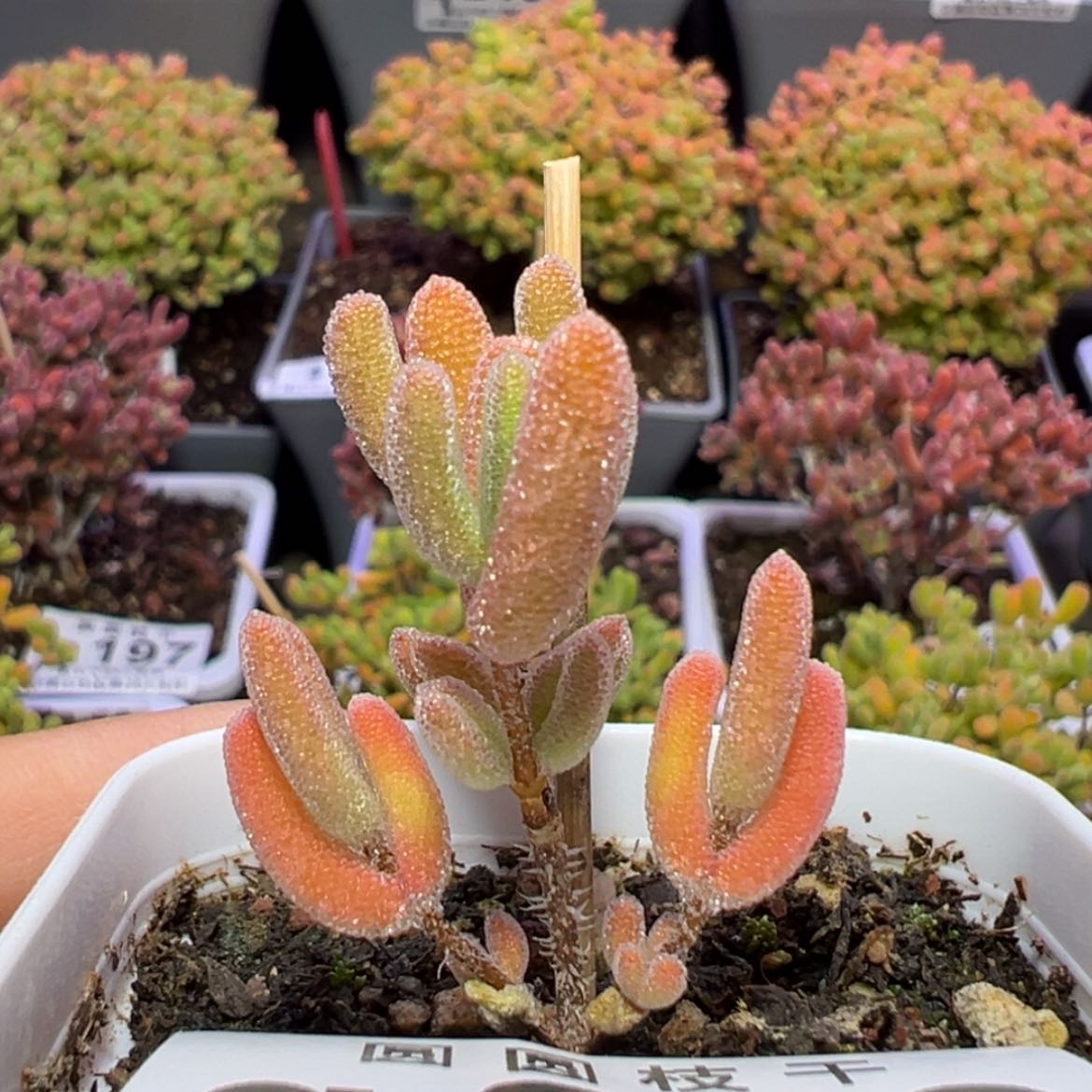 【闪购商品】q249小精控琉璃黄锦盆口5cm
