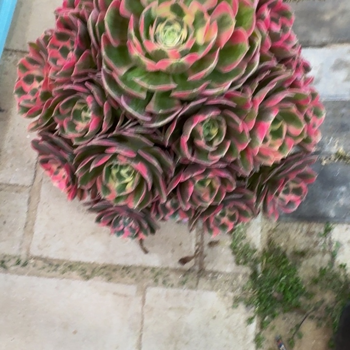 9****卉粉女郎捧花698肉肉