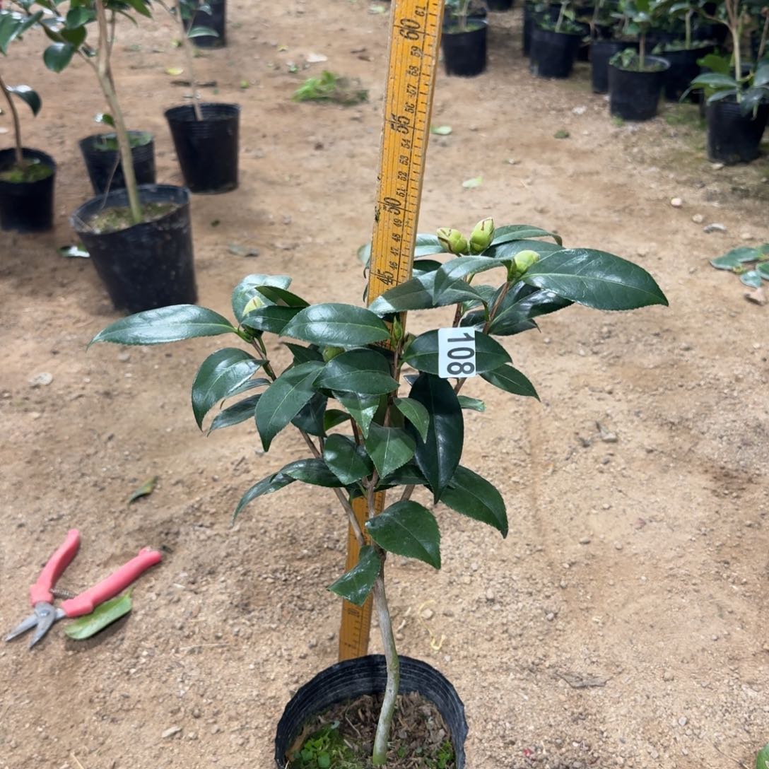 少量花朵（建议范围：2朵-5朵 或40%以下）108雅子