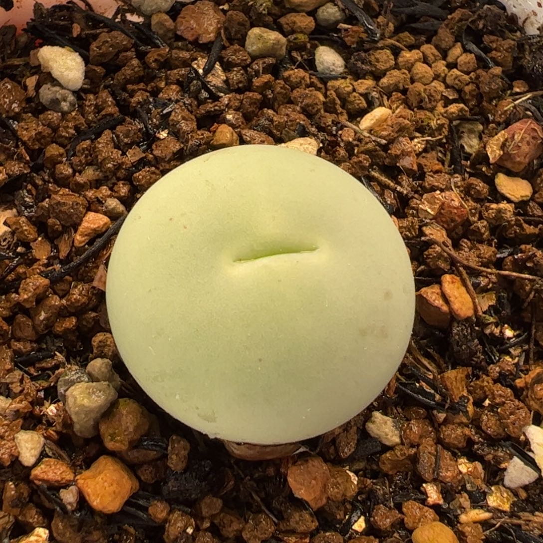 455多肉植物百科