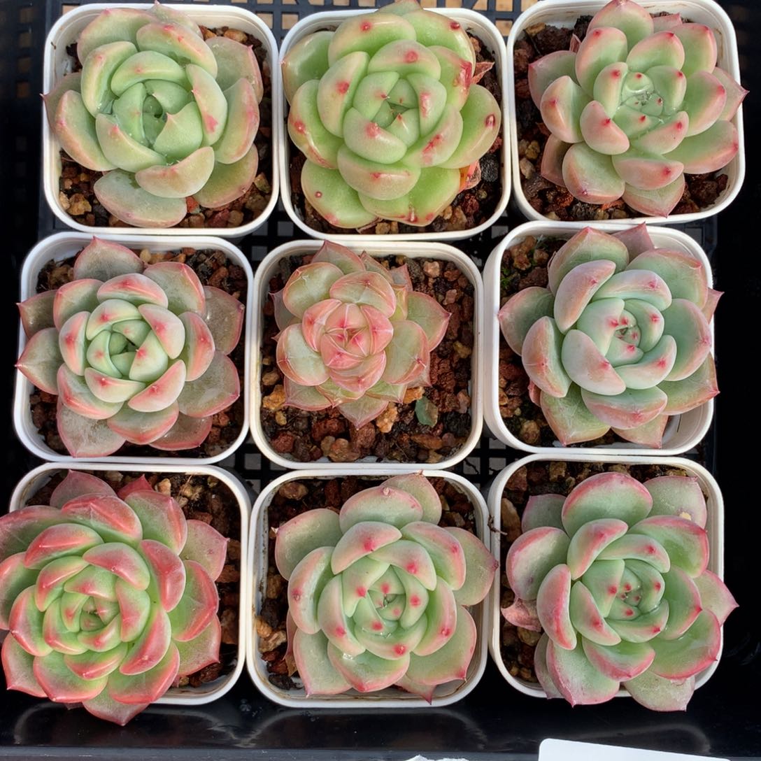 1108-10 套餐一组