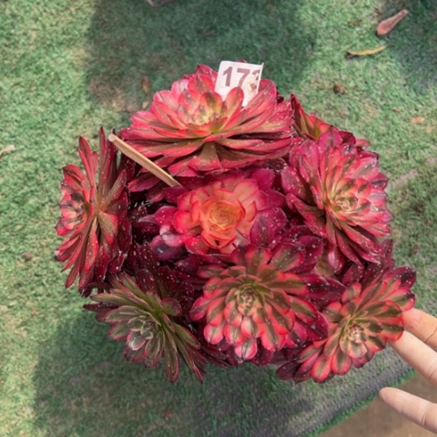 173月蝉朵朵多肉，