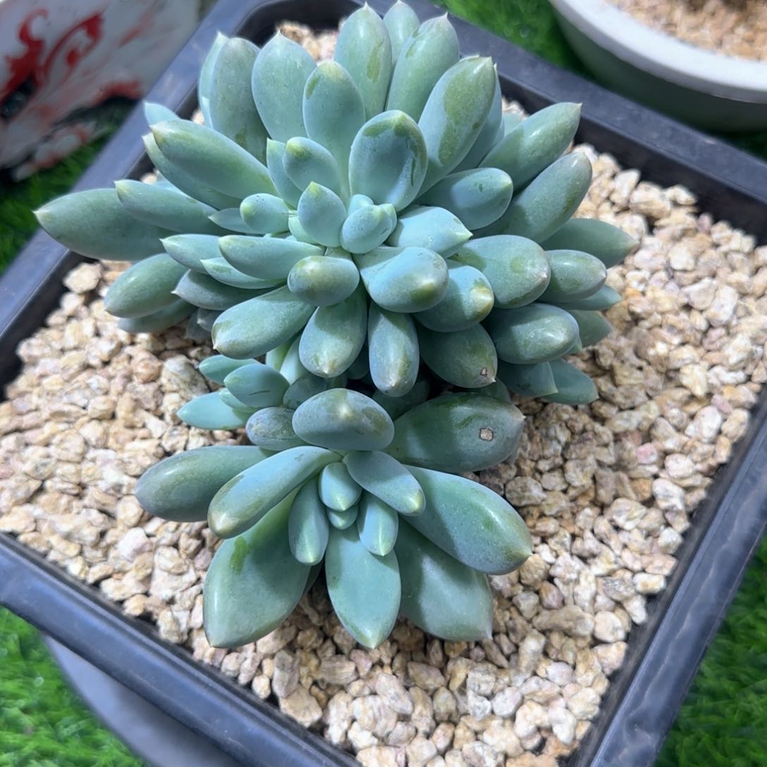 哥特缀胖体 多肉植物
