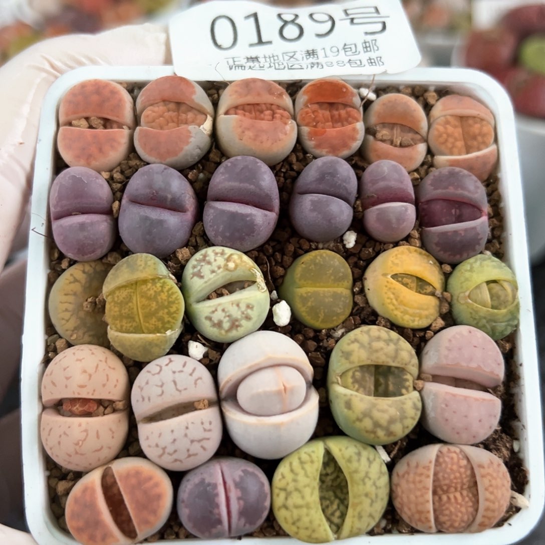 好养易活生石花大母本0189