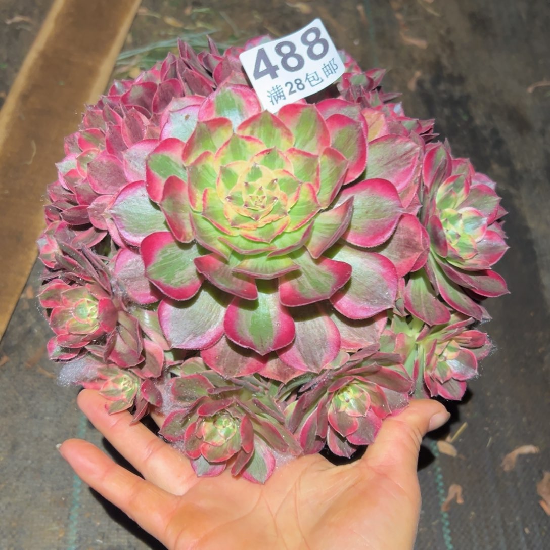 多肉植物488赤子心