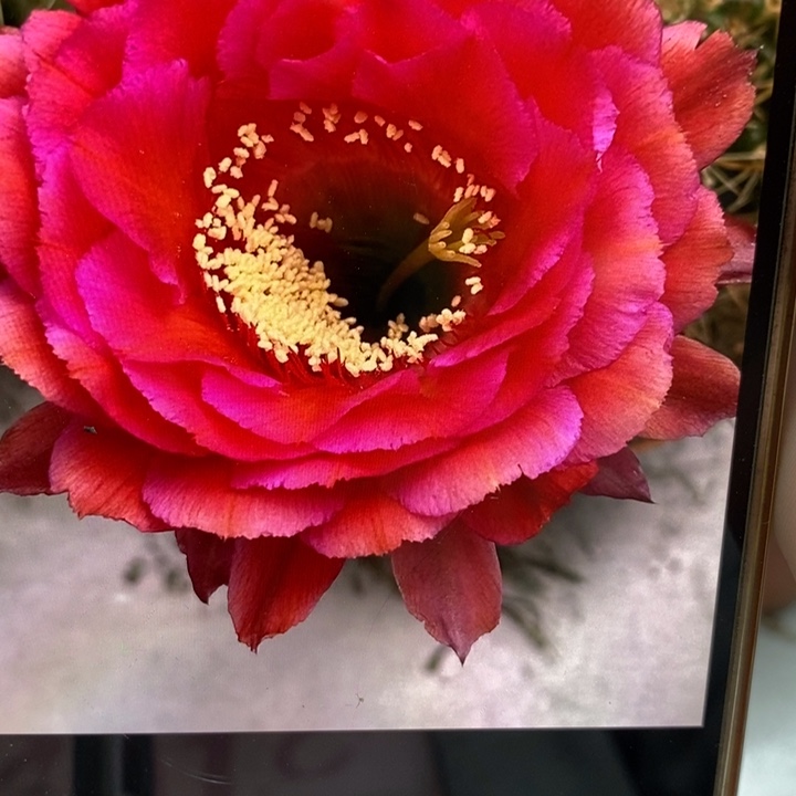 彩草81号带根6.5公分左右