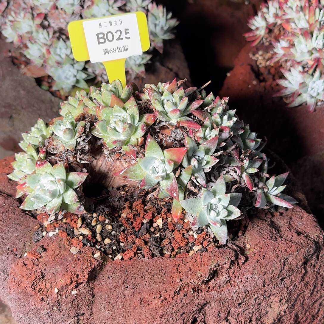 2***6多肉植物仙女杯B026