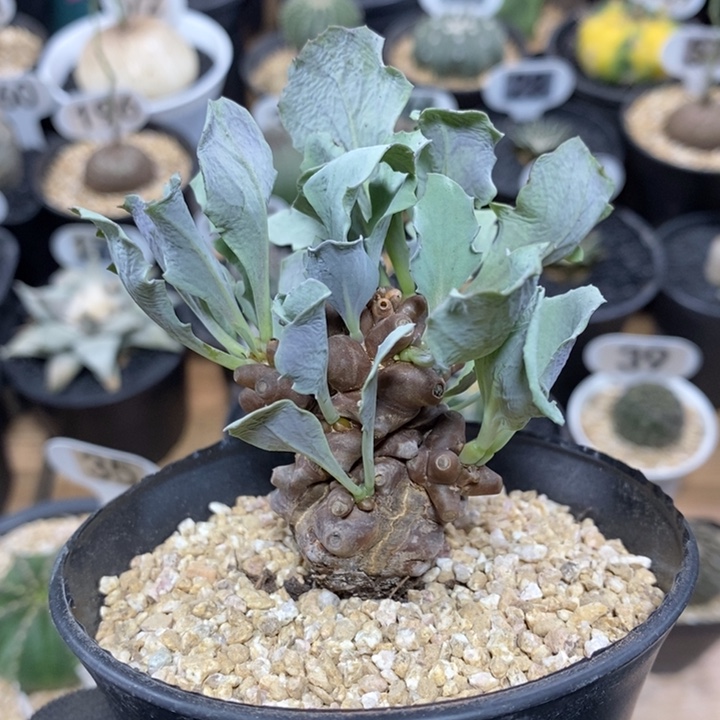 实生蛮鬼塔厚敦菊136号3.5cm