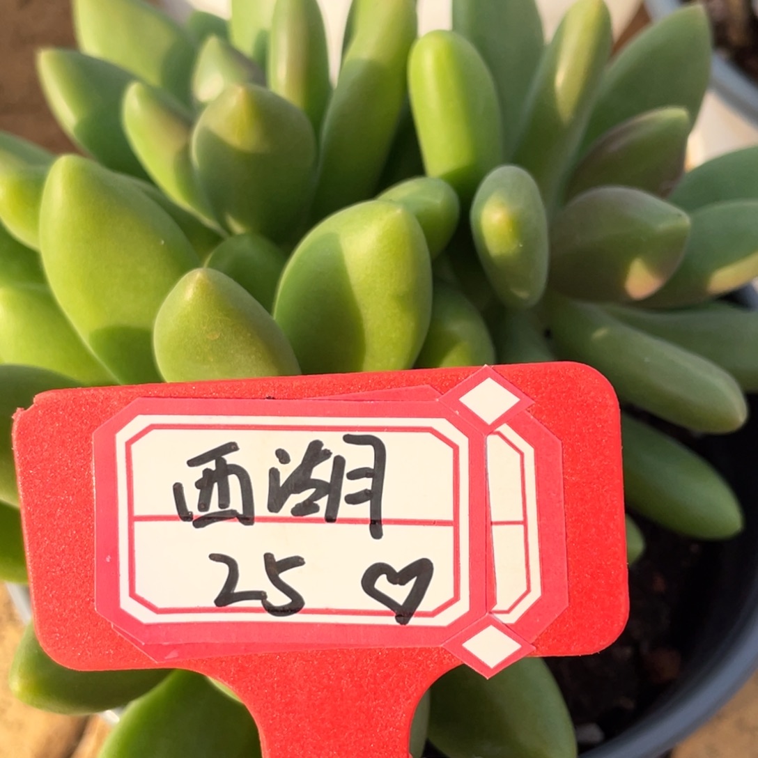 西***琴芒果奶 一物一拍 西湖25