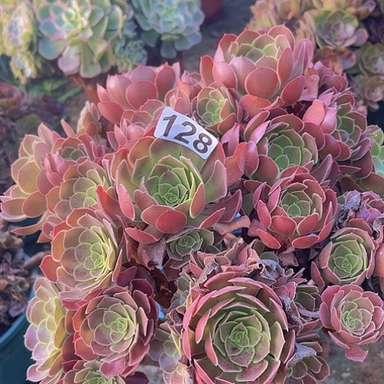ღ***º多肉植物一个玫瑰