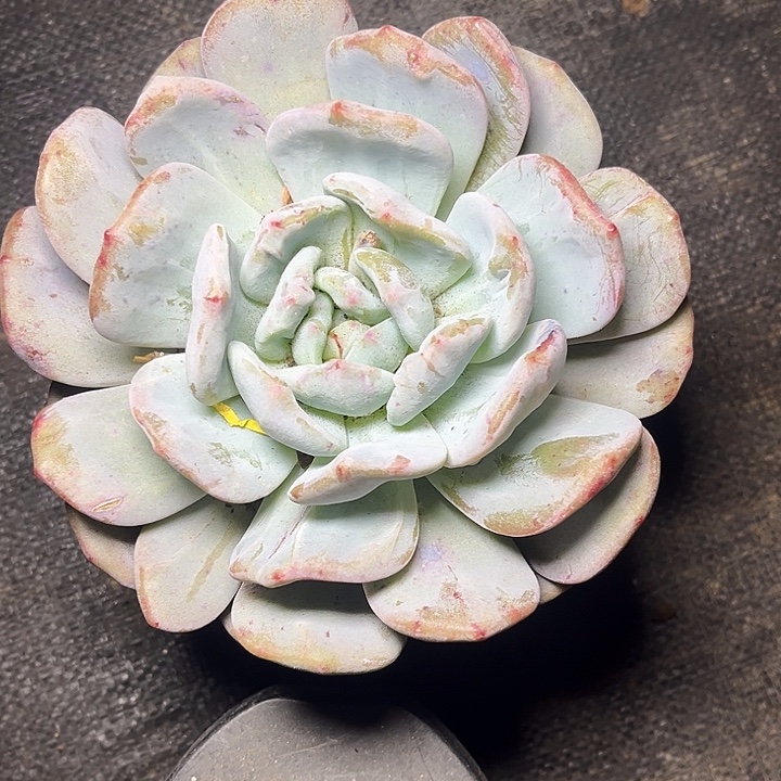 多肉植物橙子石化