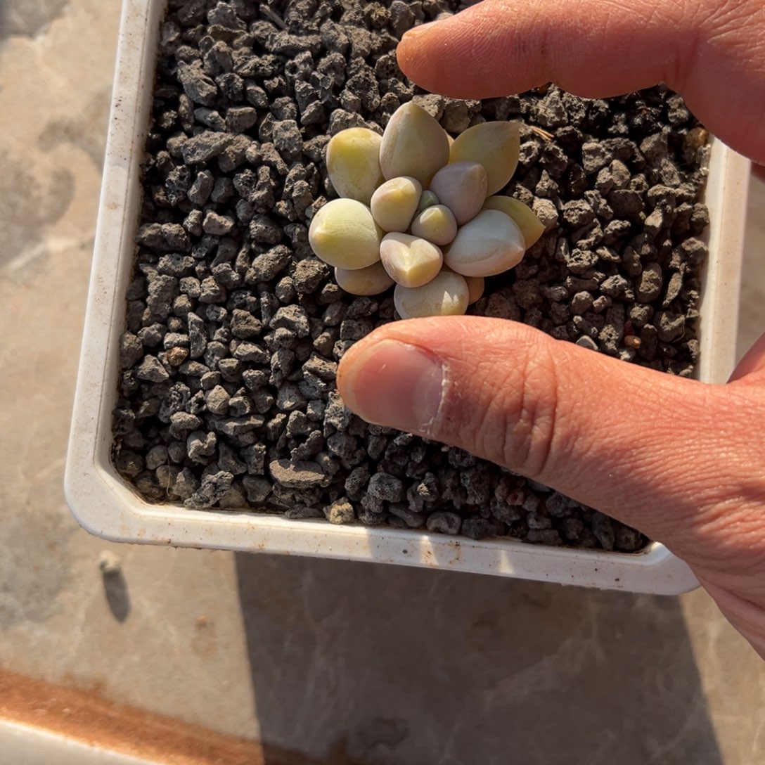 立***3张张精品多肉哥特