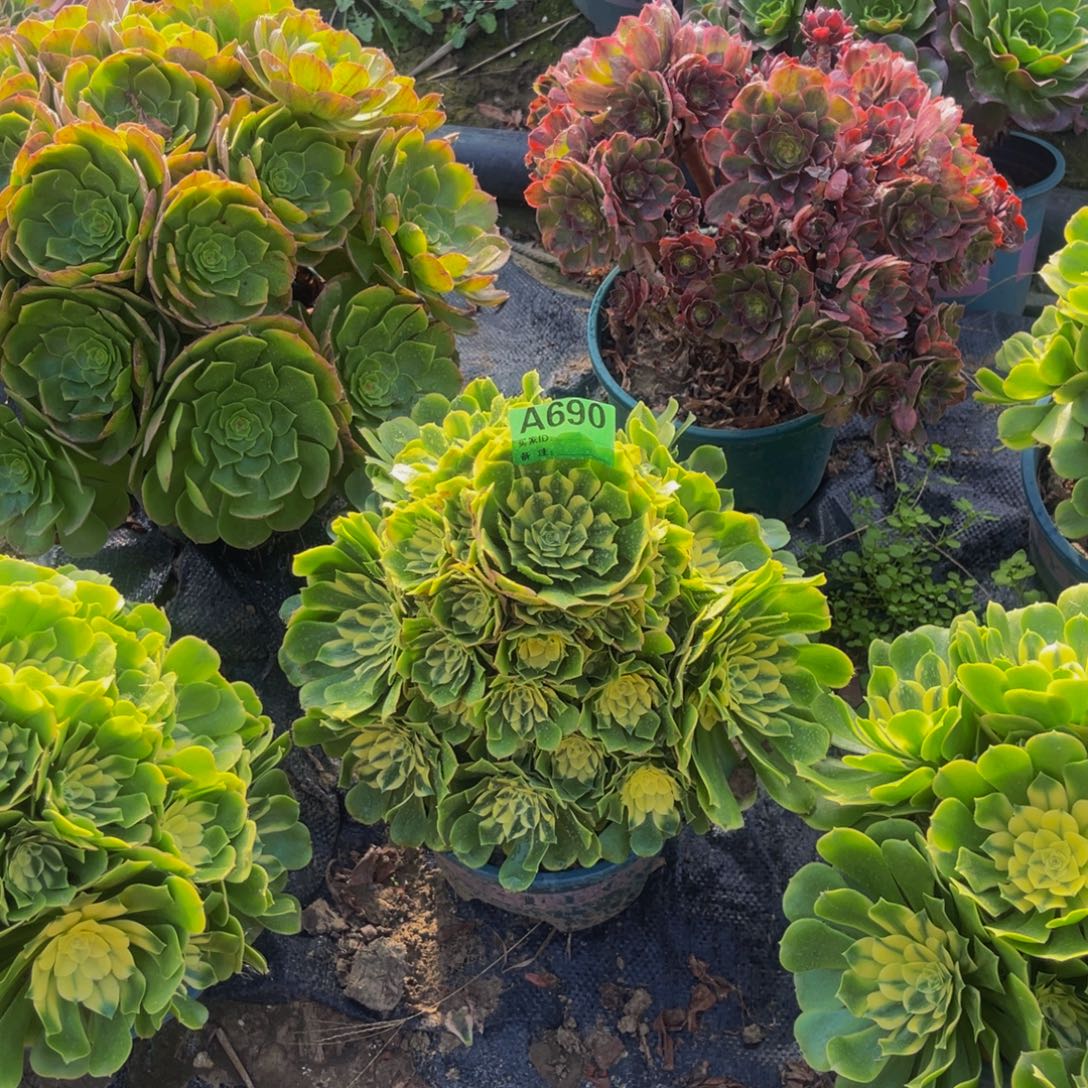 辛尼亚法师朵朵1-22