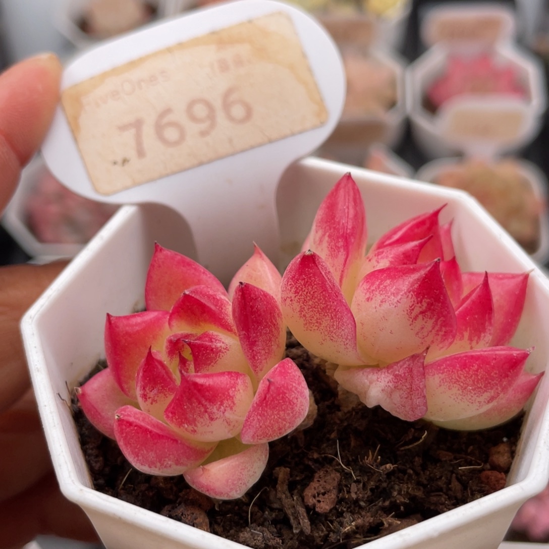 红边女王7696-6.0厘米