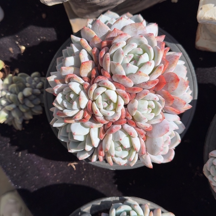 15厘米左右一物一拍的的橙梦露群有砍