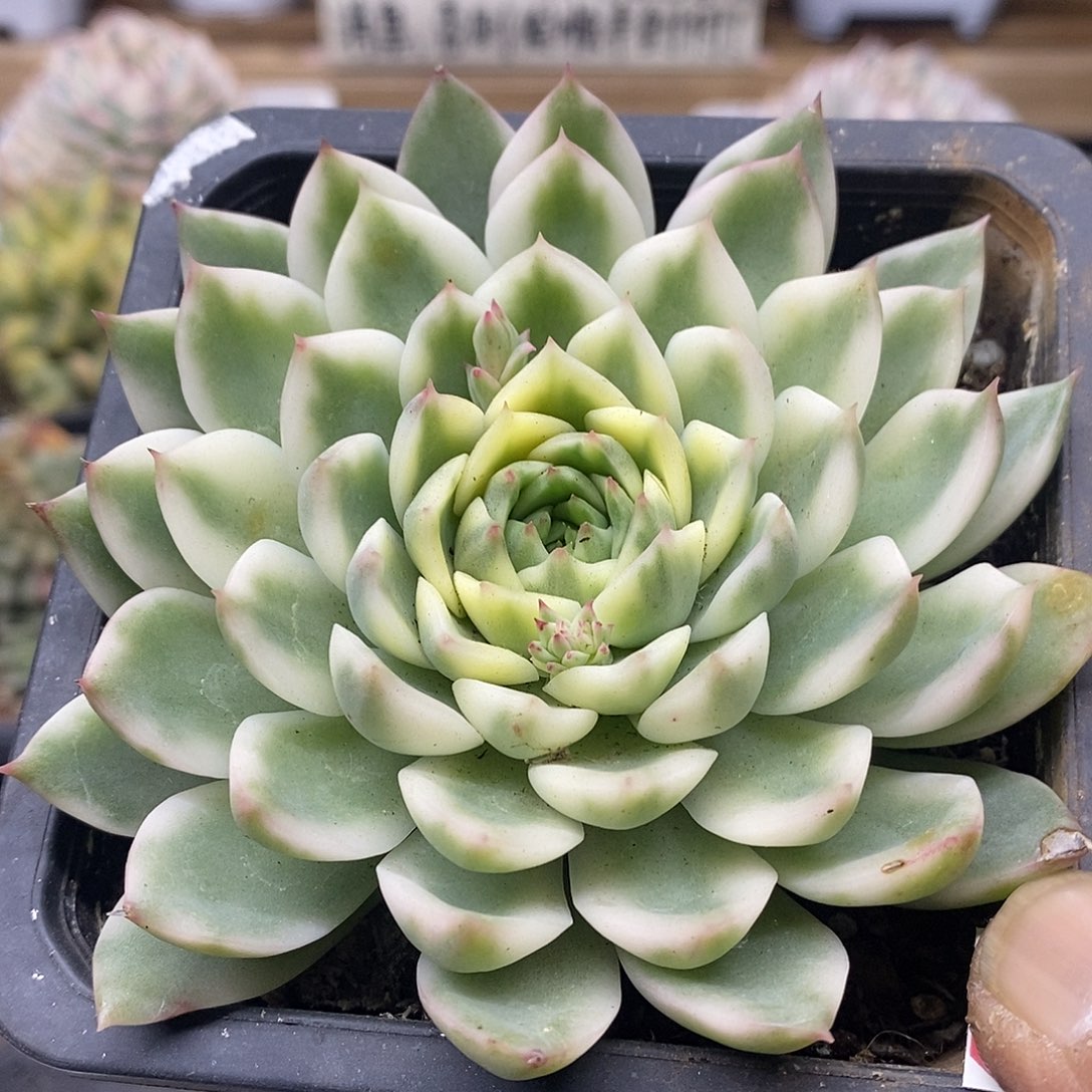 06217 冬云冰岛长茶白覆轮锦