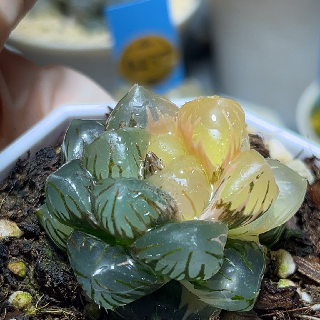 恭喜发财大吉大利552