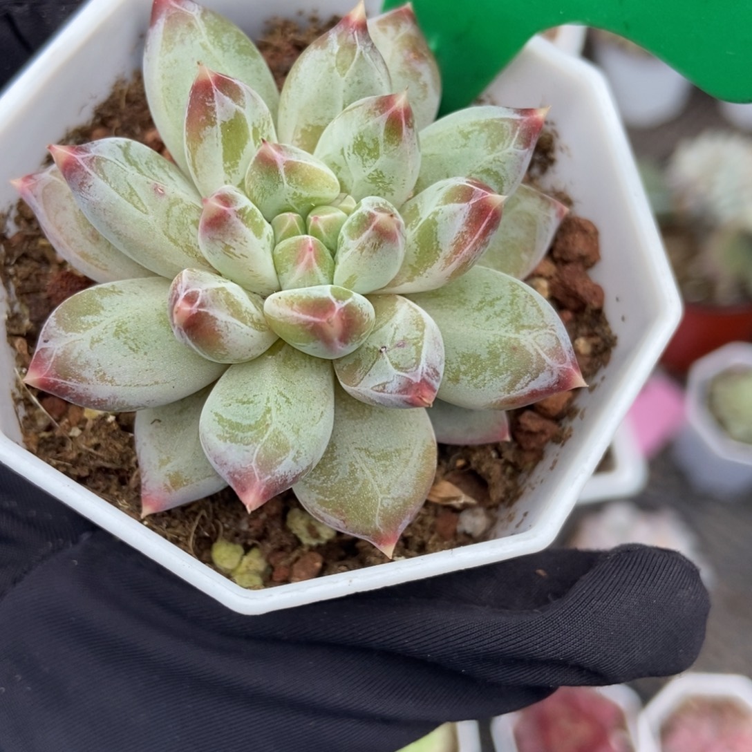 750伊丽莎白诺多肉植物
