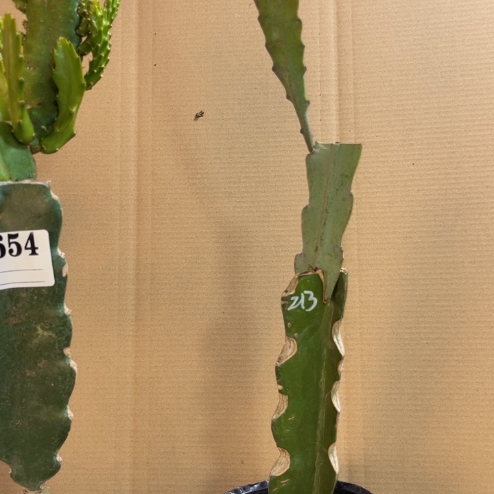 当前无花栽培后可以开花慕*655