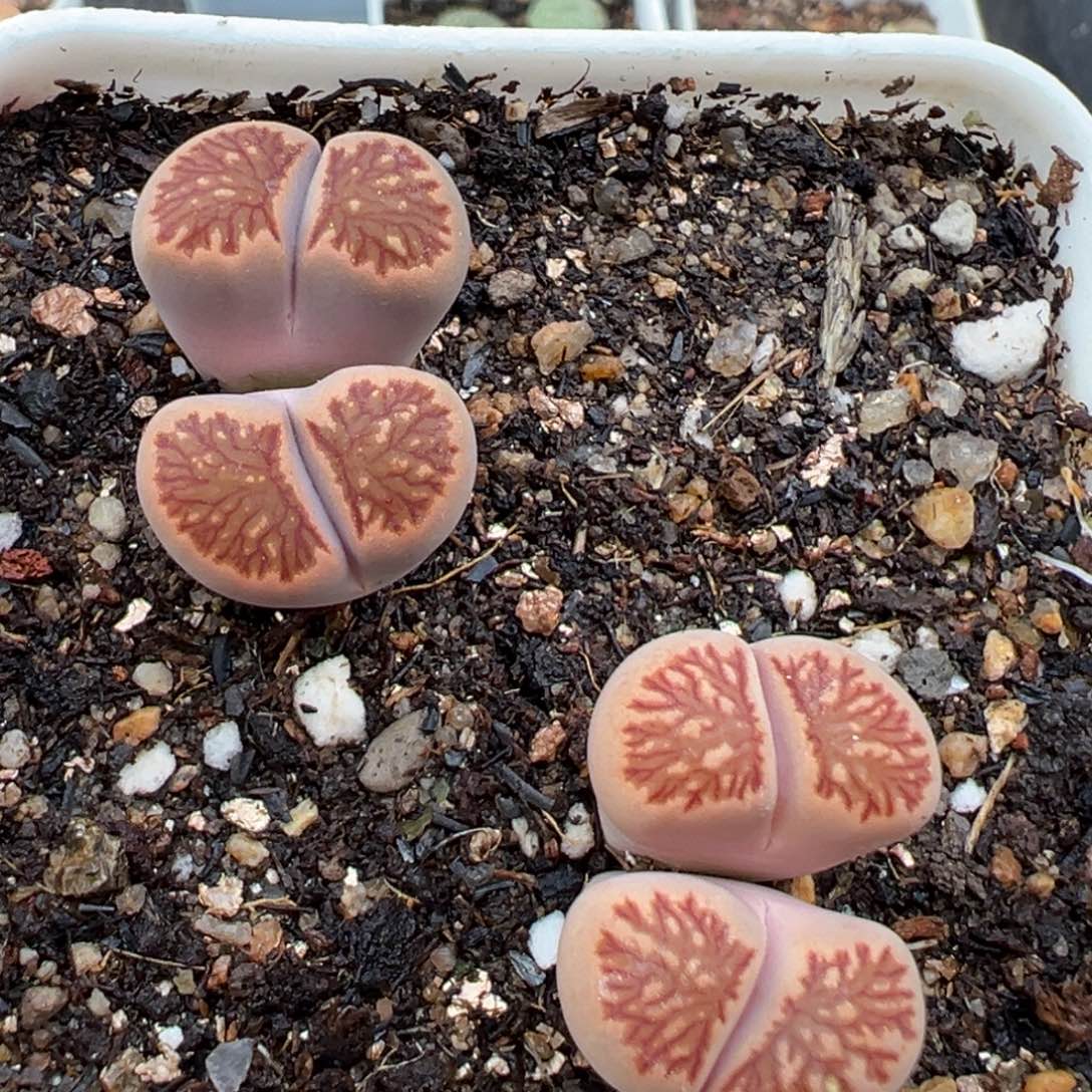 2.23好看的多肉625