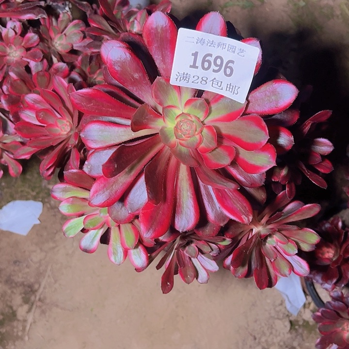 1696丽娜多肉植物2号