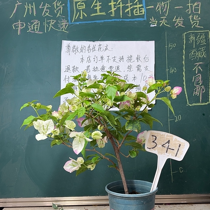 全部花苞  口红341