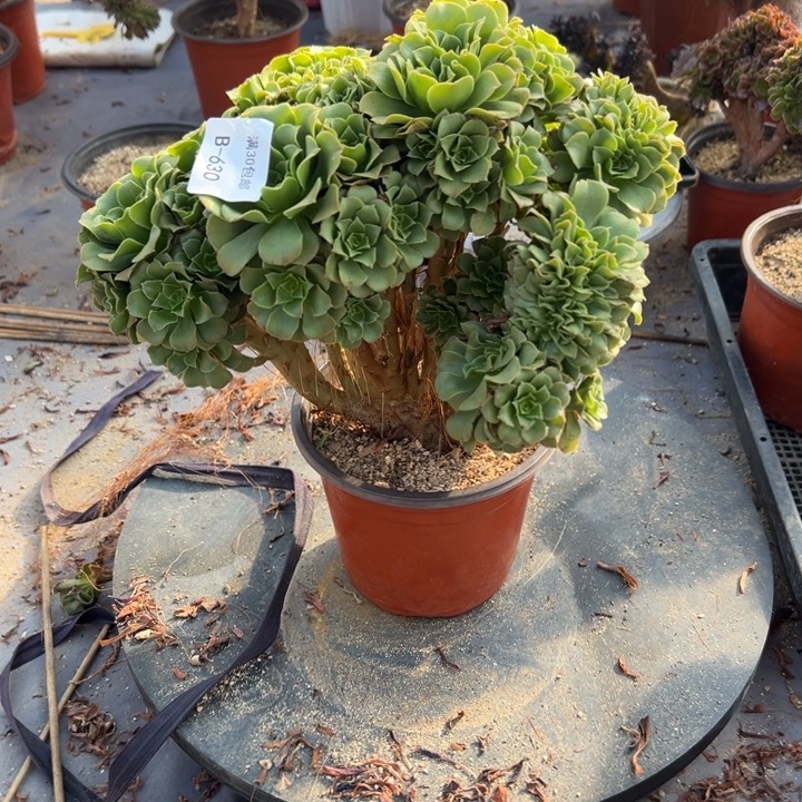 630多肉植物绿羊绒