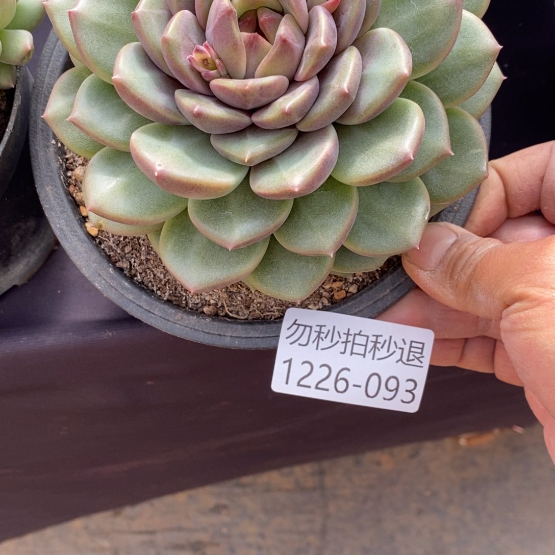 两单包邮1226-93溏心 