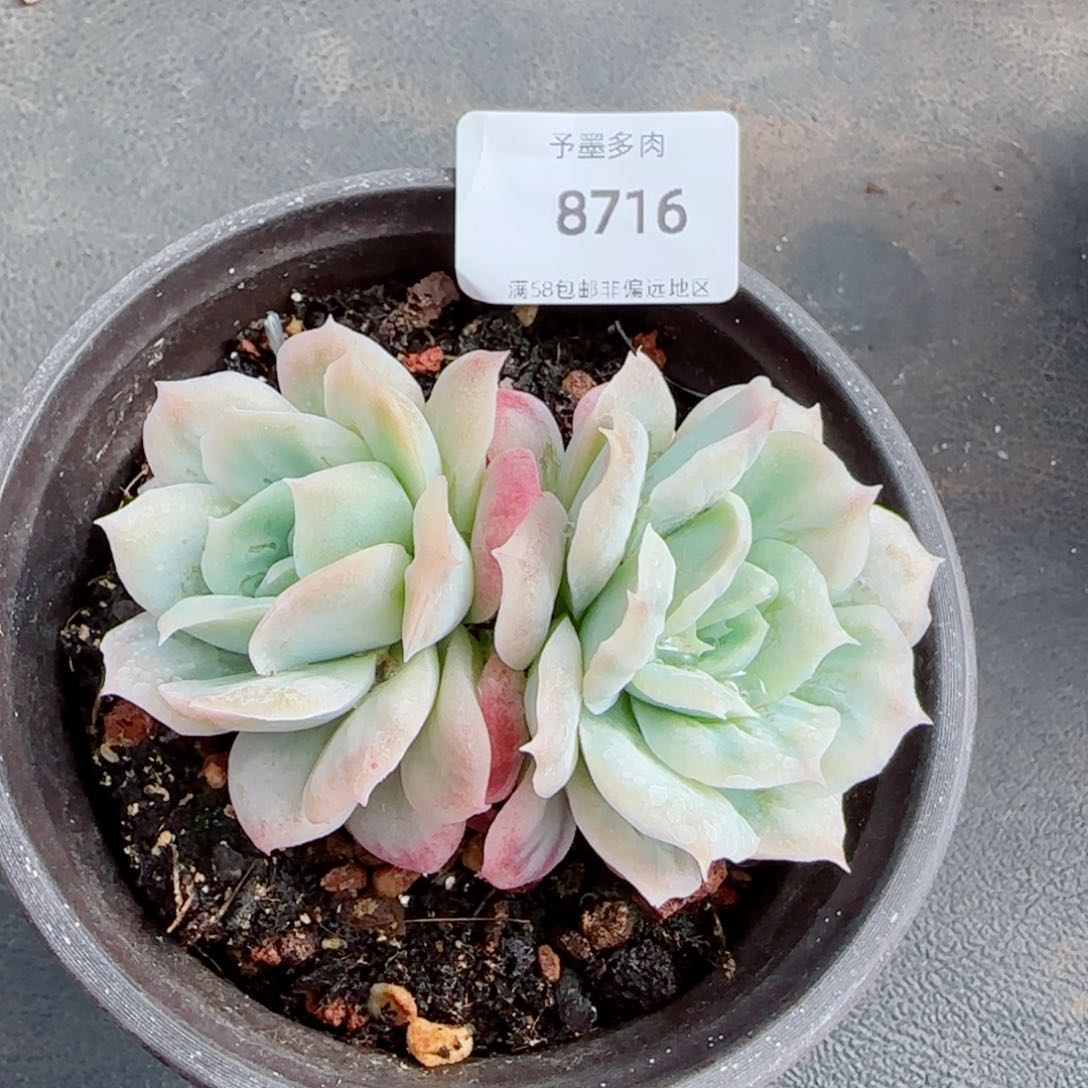 泡泡纱裙，8716多肉植物