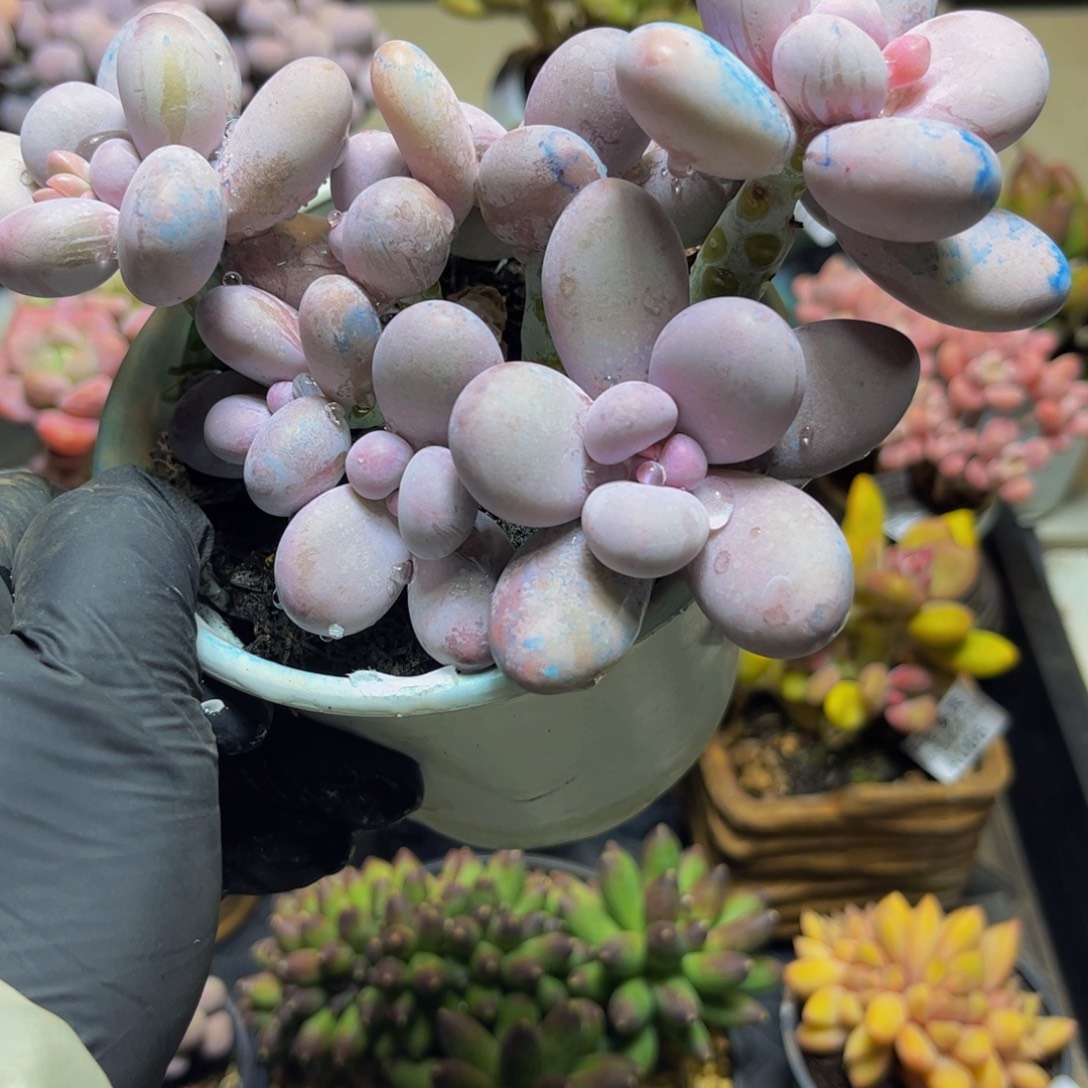 133水光针奶酪16厘米多肉