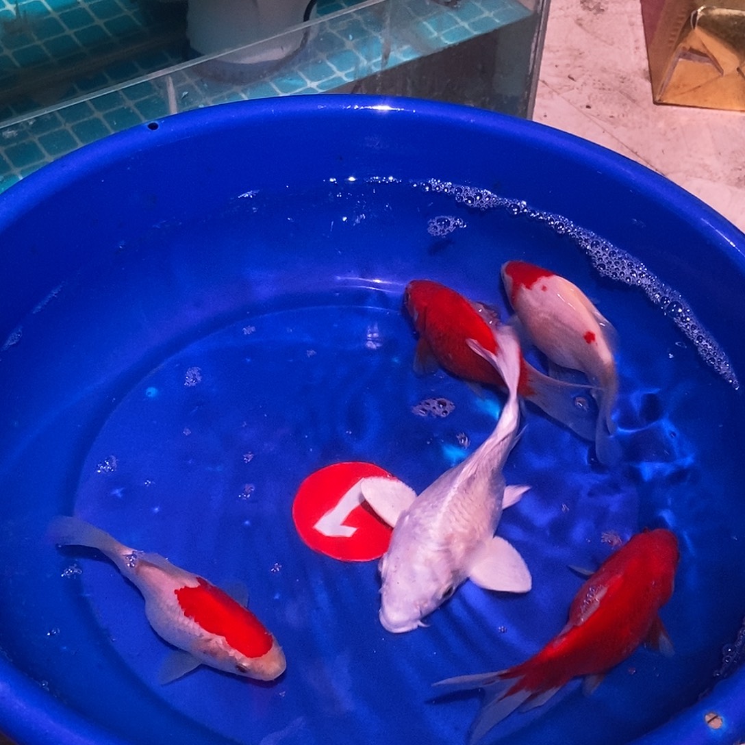 蝴蝶鲤鱼玉清五条