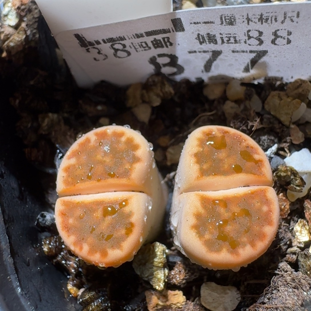 Sss精品便宜了877