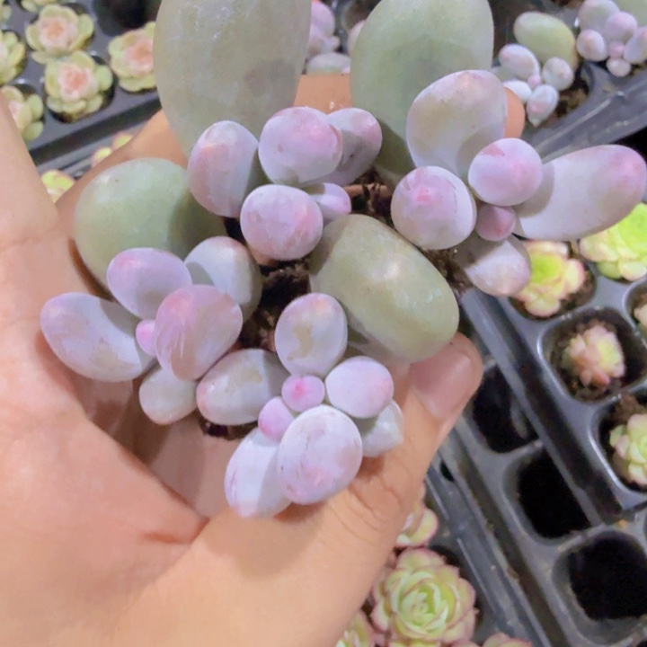 米可奶酪三颗一组
